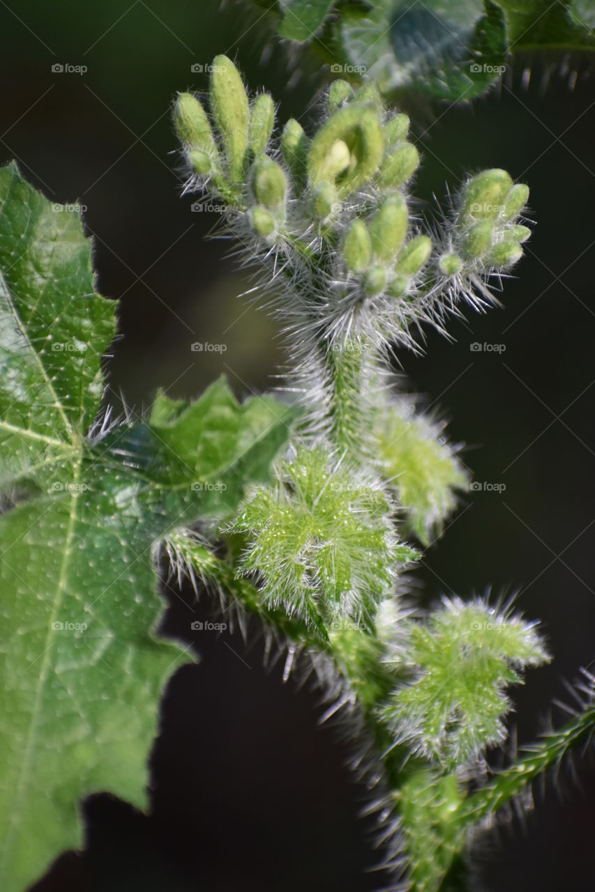 Texas Bullnettle