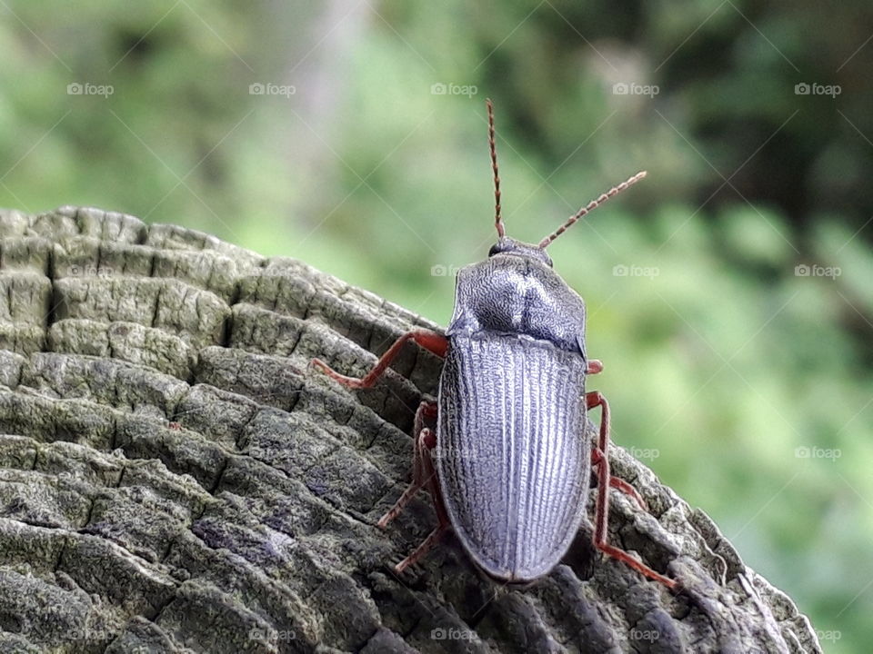 click beetle