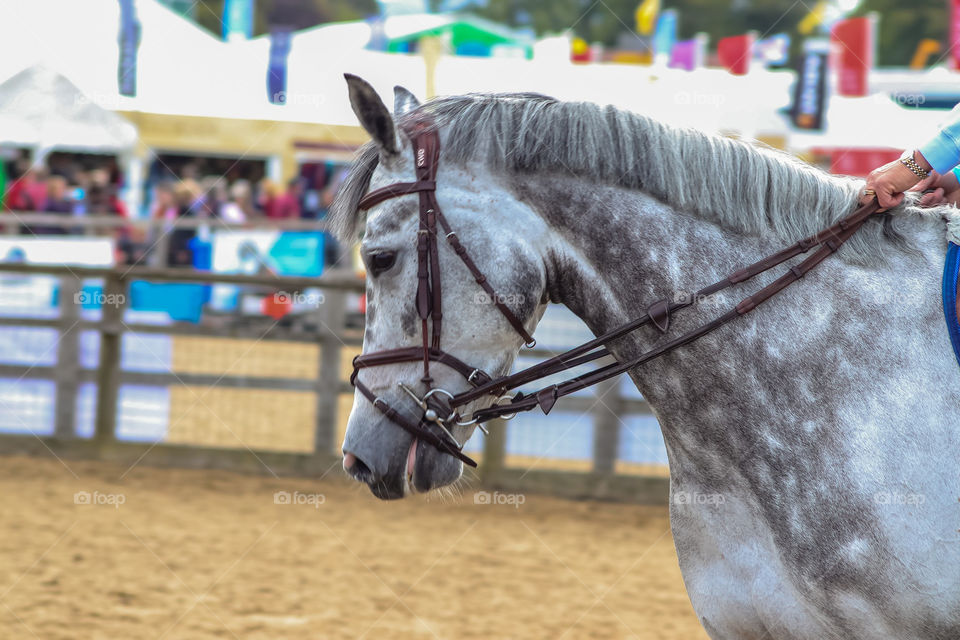 Beautiful white and grey mottled horse, reigned and ready to compete