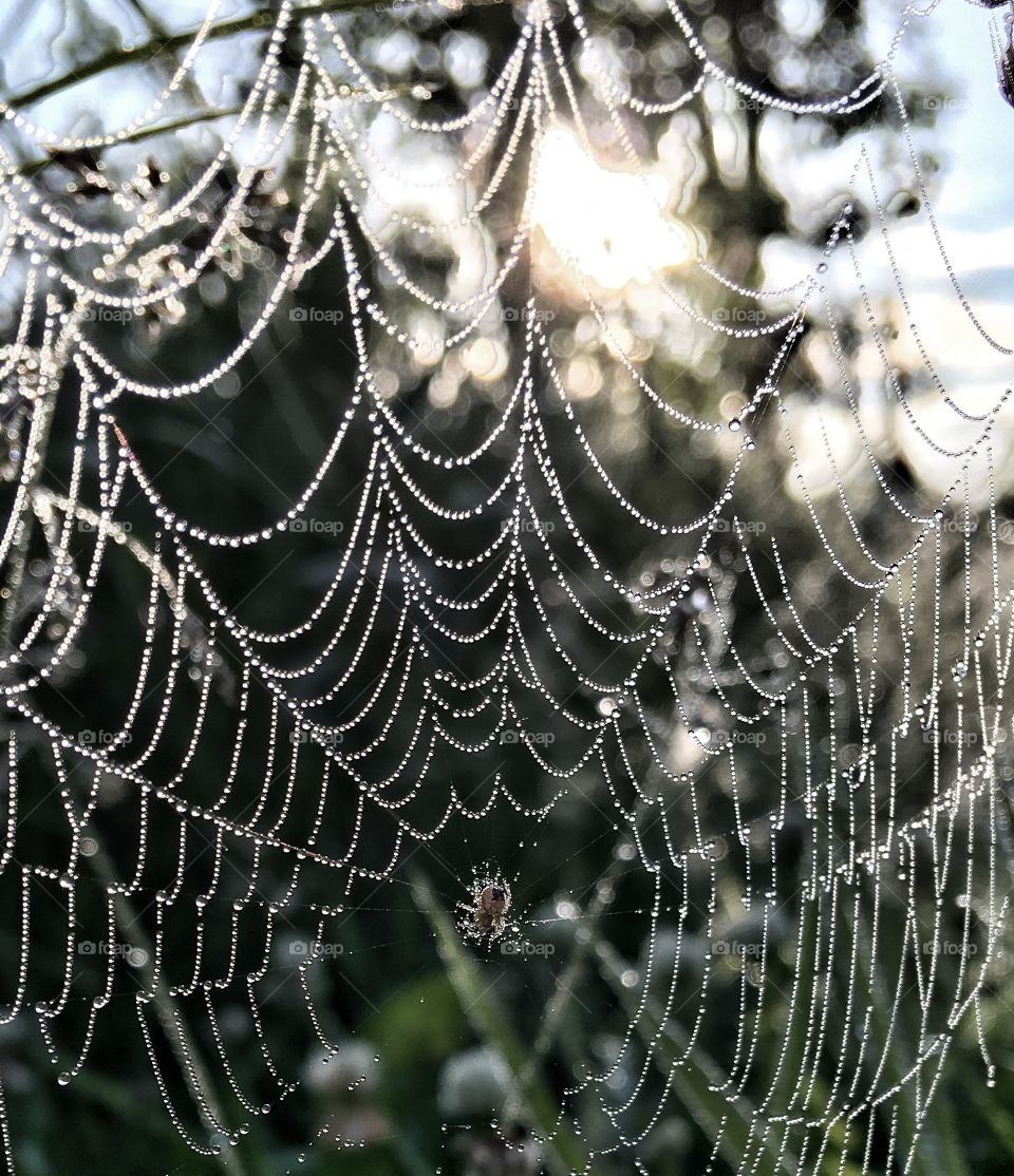 Big spider web covered with water drops