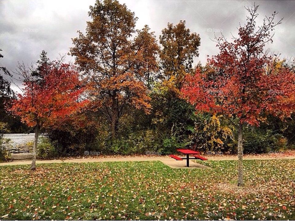 Autumn in Ann Arbor