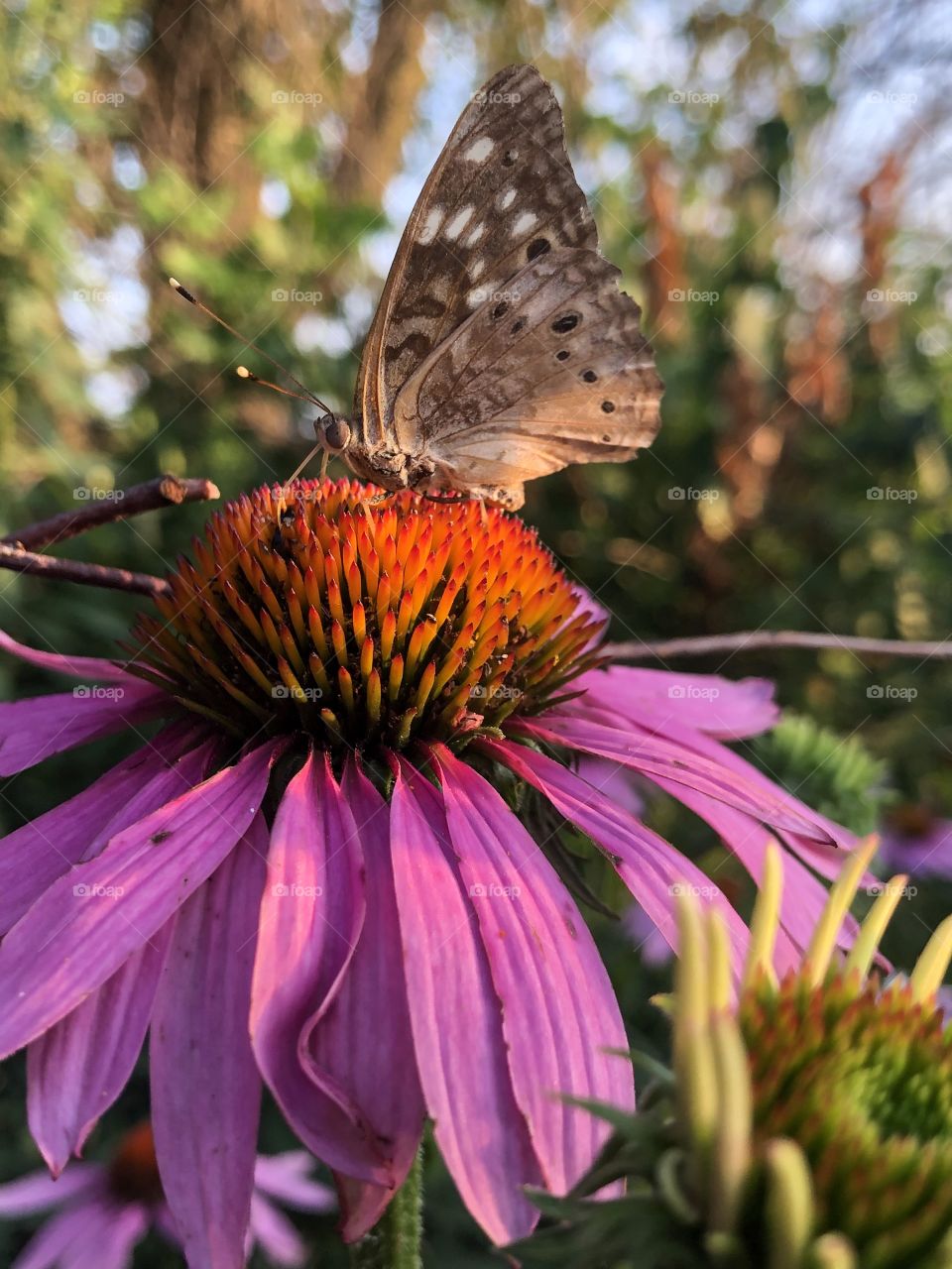Butterfly cone flower