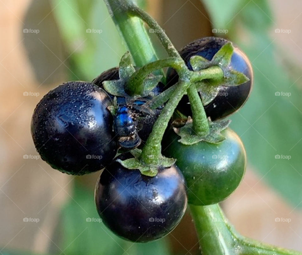 Trail and farm grapes 