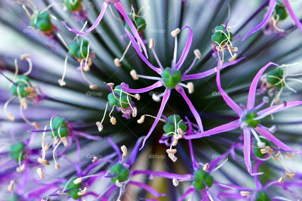 Blüte in violett