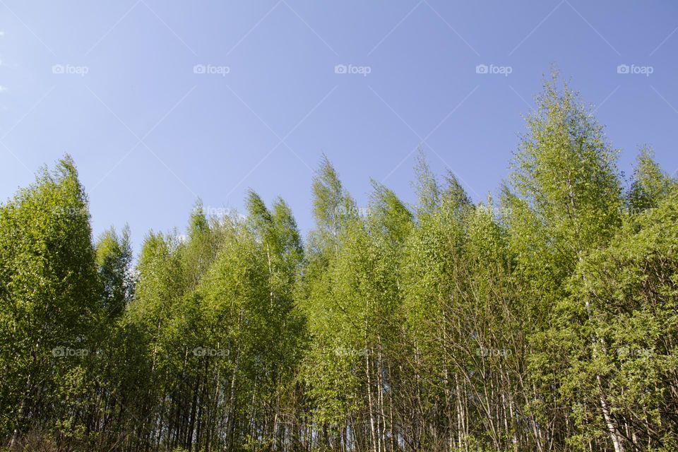 Spring flowering of trees and flowers on a sunny day in spring.