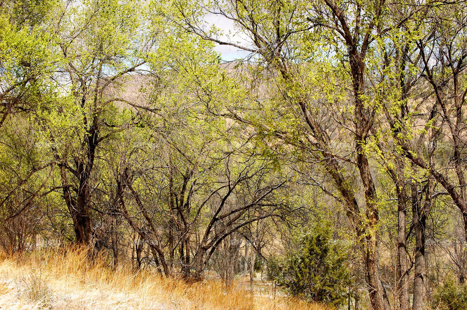 trees forest woods autumn by refocusphoto