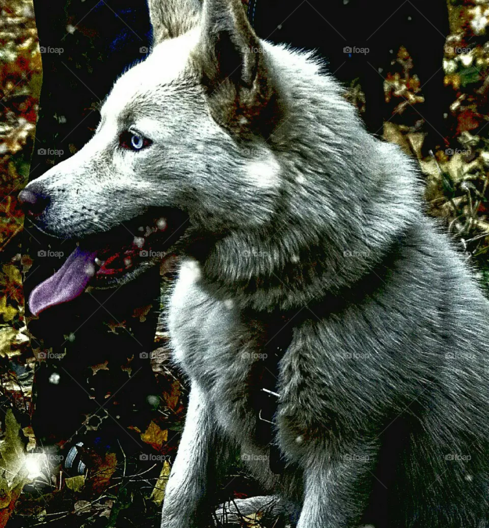 dog
