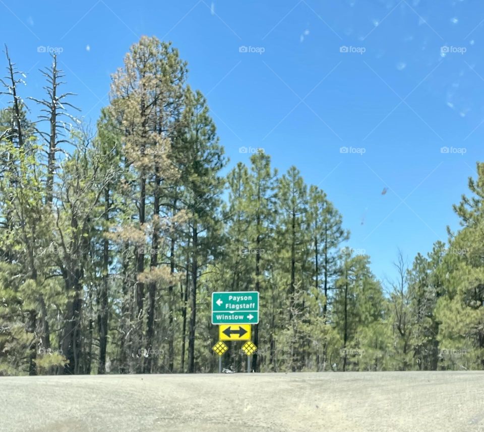 Beautiful pine’s trees 