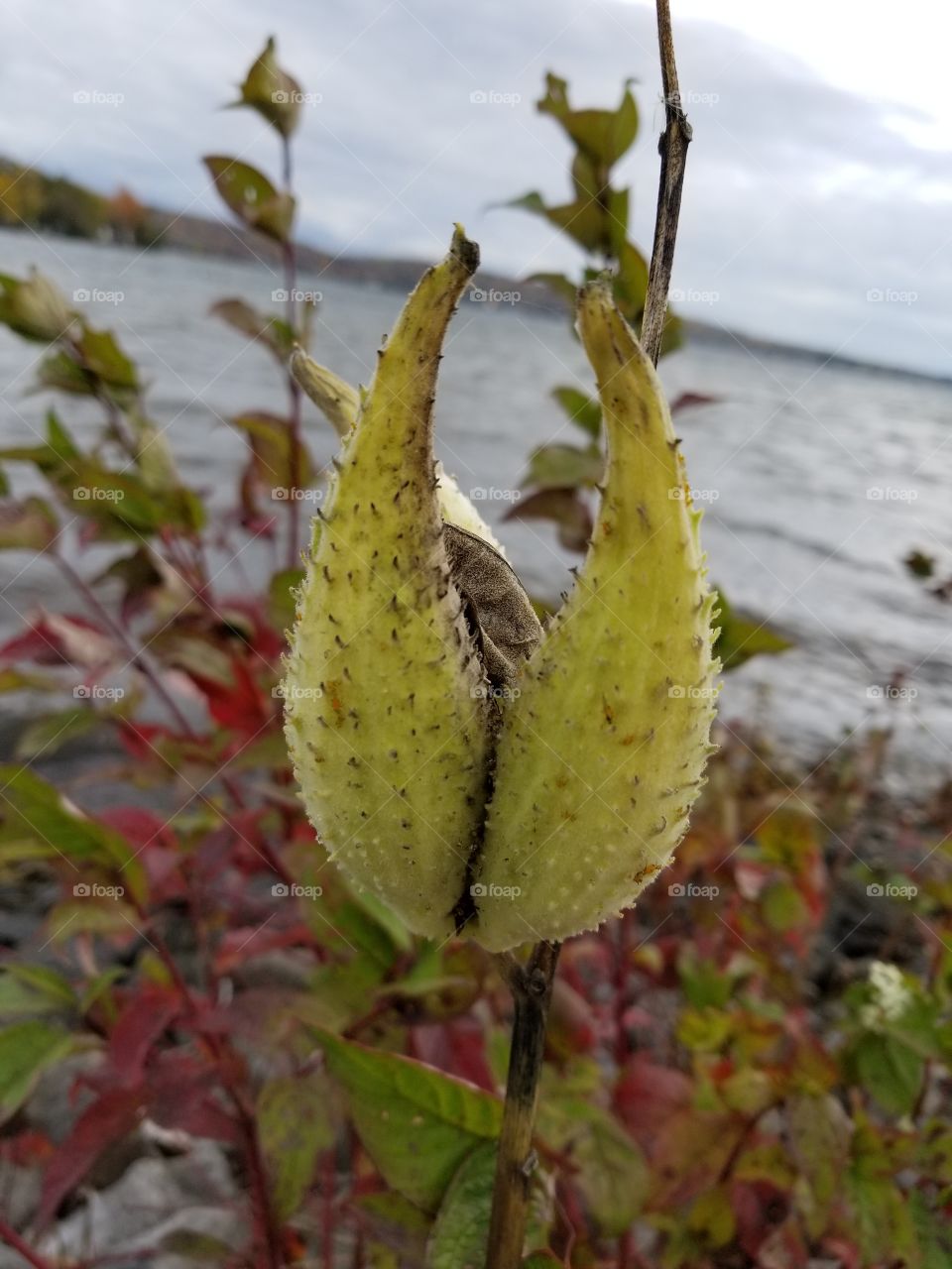 No Person, Nature, Leaf, Flora, Food