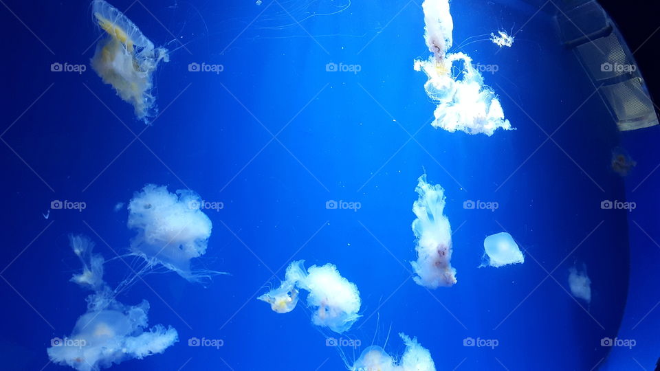Jellyfish. Do you think that they can be called the pretty princesses of the oceans? I think yes!
