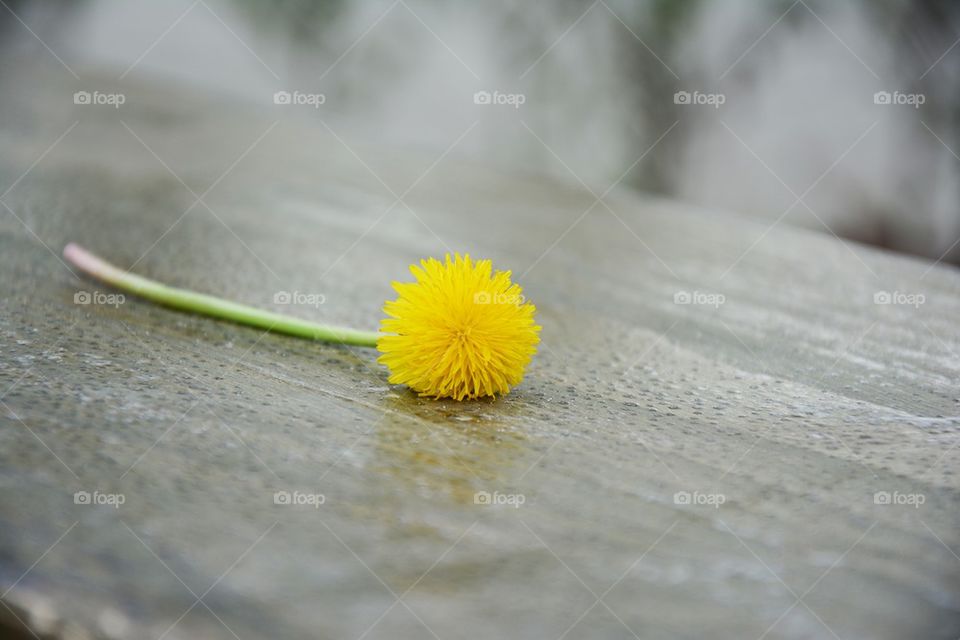 dandelion