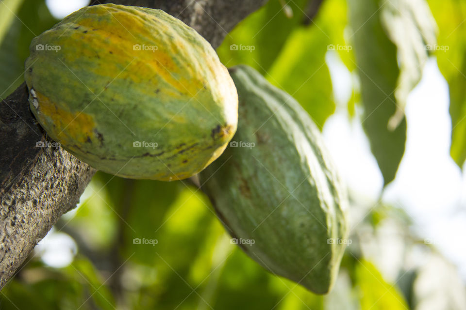 Theobroma cacao. buah coklat