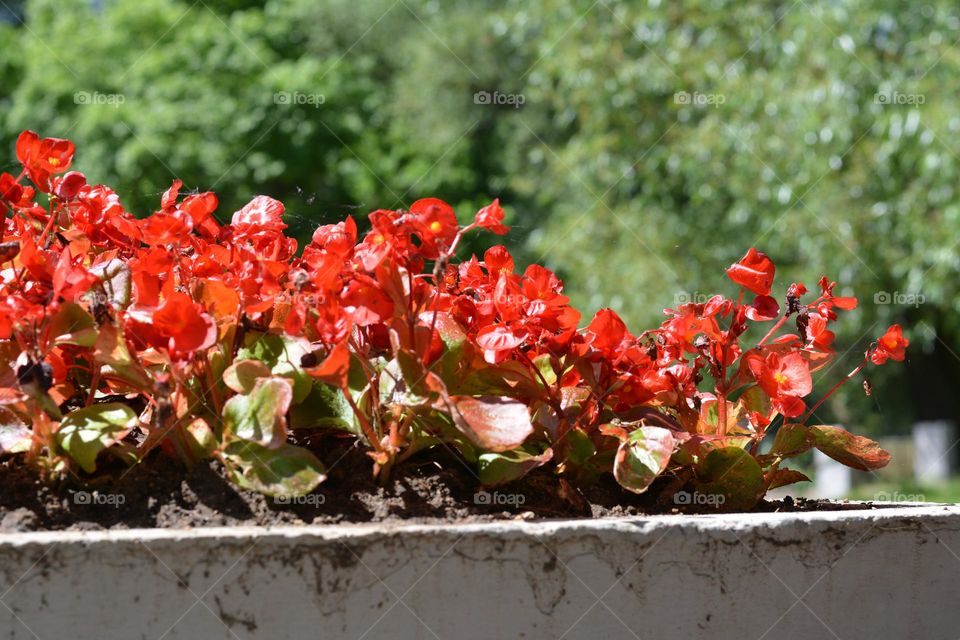 urban plants flowers