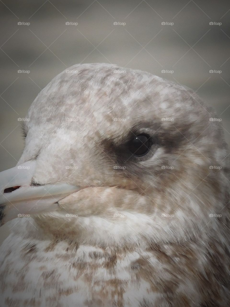 Sea gull close up