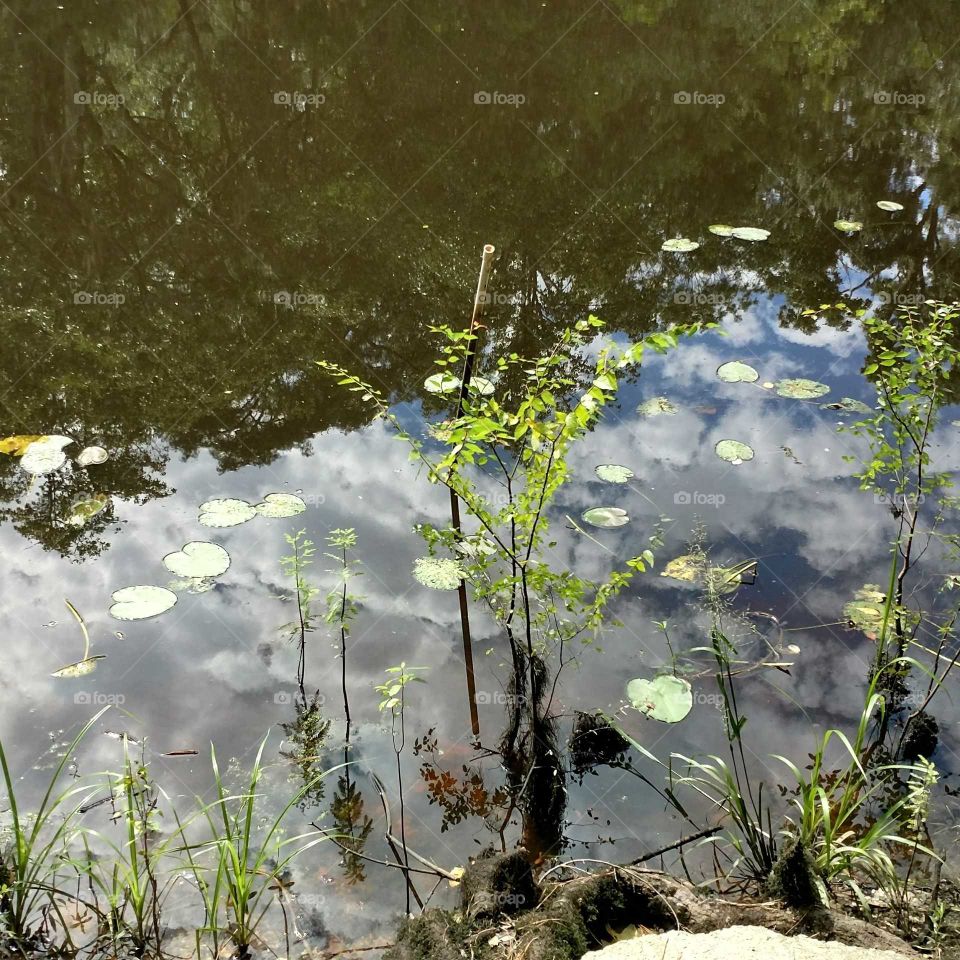 Ogeechee River, Lilly pads, water, fresh, fish, nature