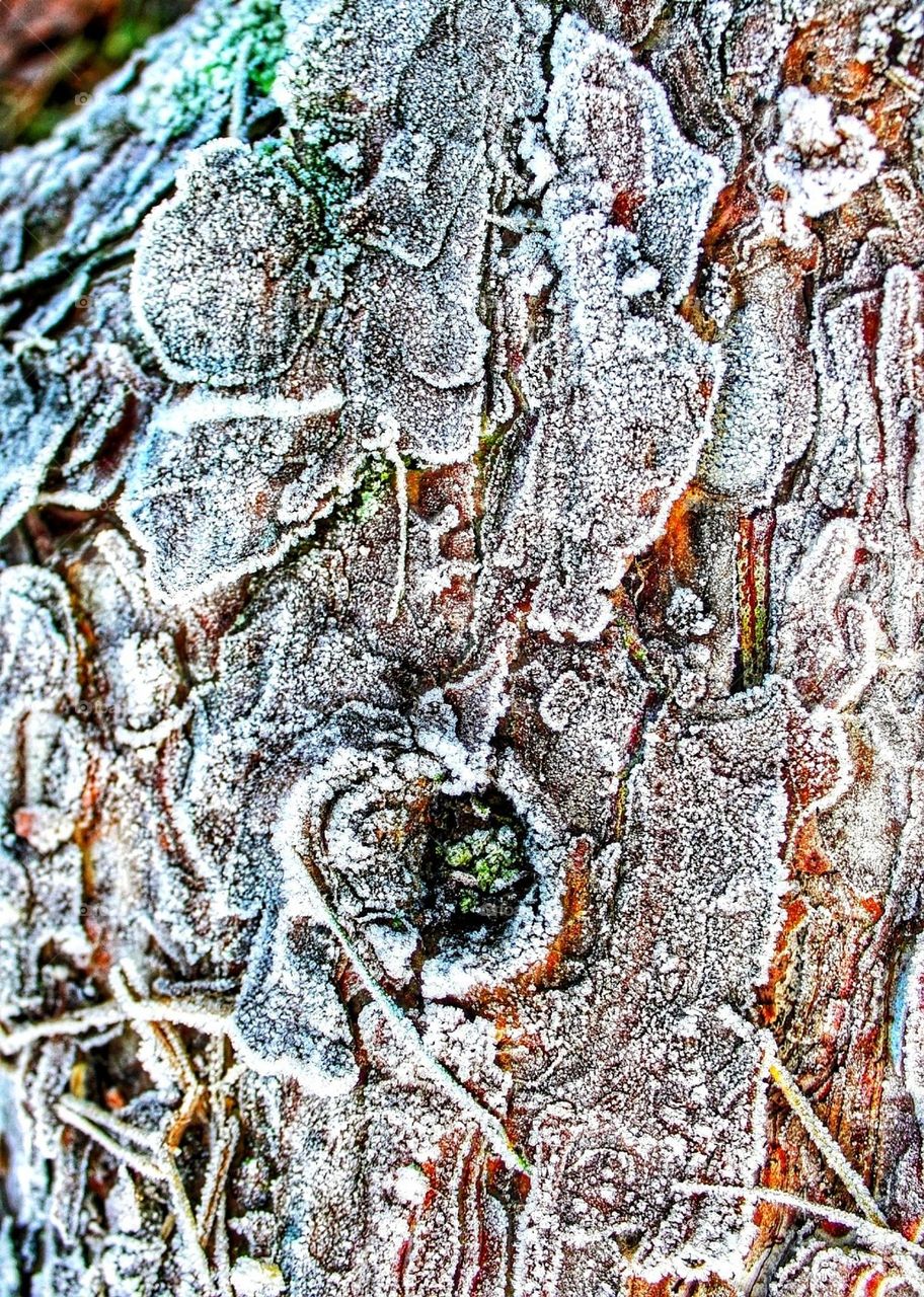 Macro close-up of a fallen tree trunk dusted with hoar frost, which emphasises various textures, green lichen and moss