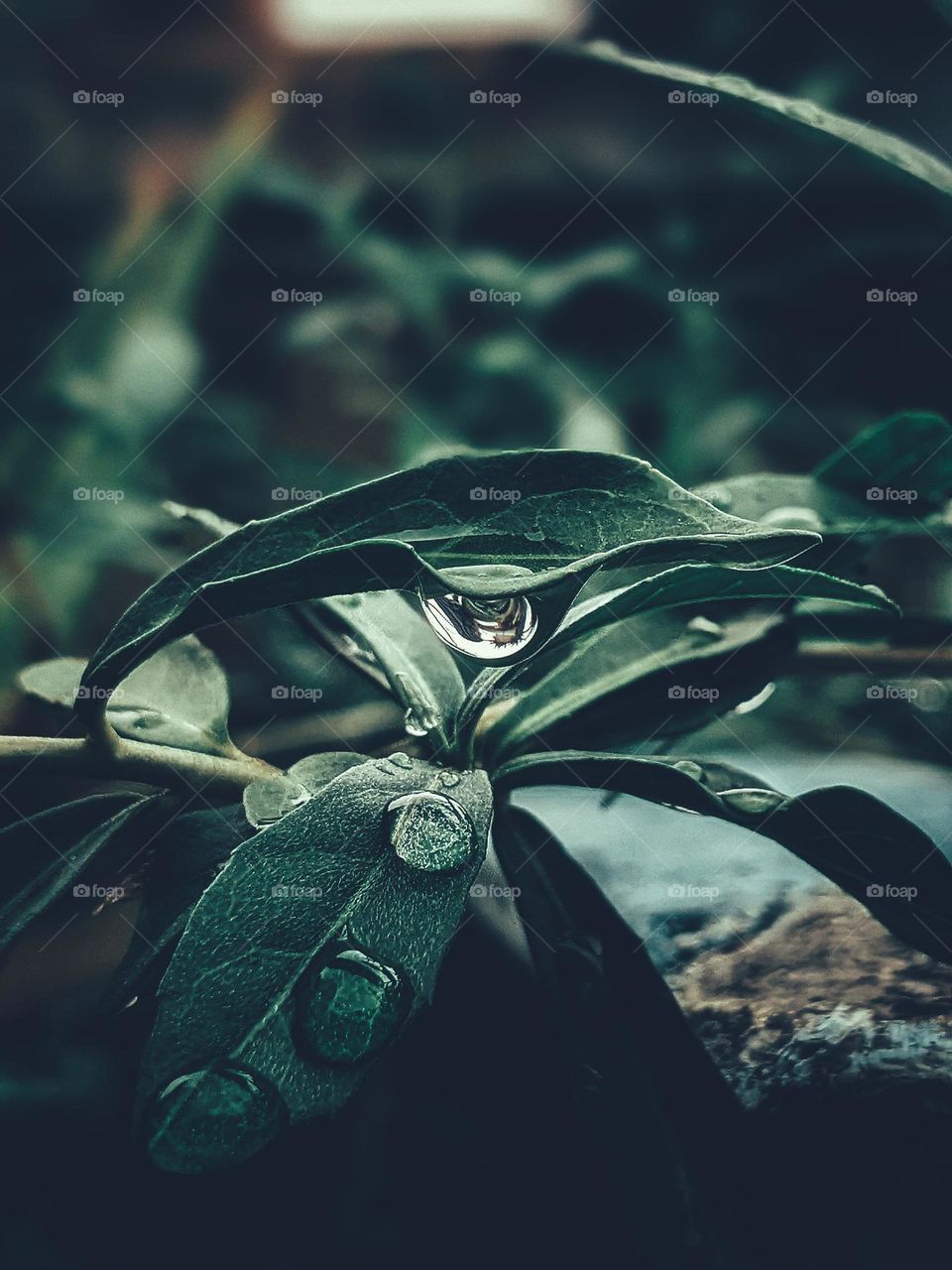 water droplets🌿💧