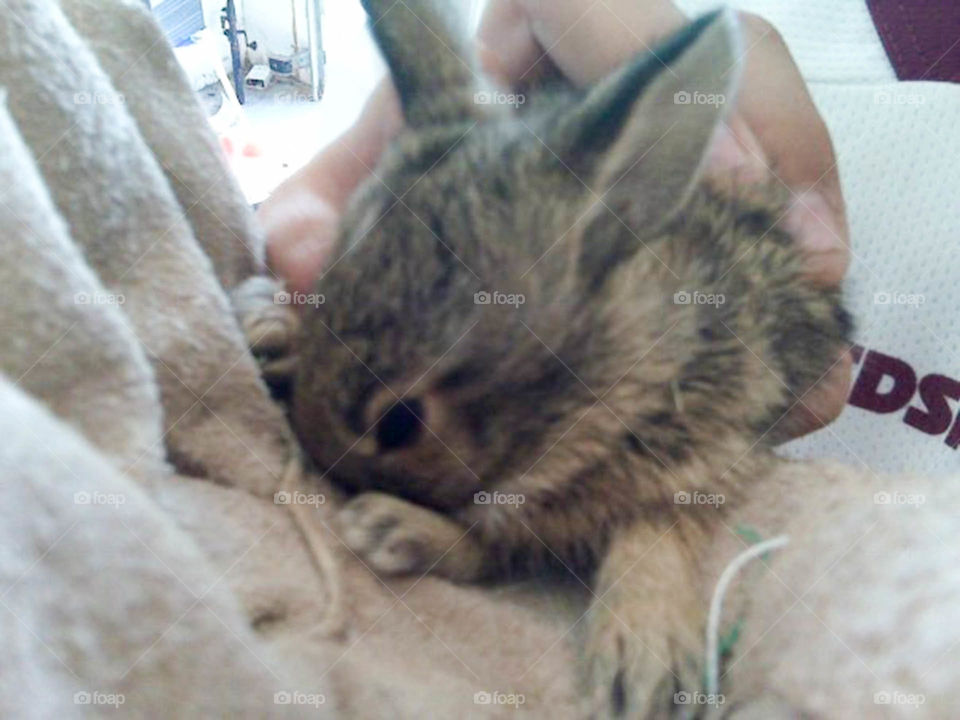 Baby bunny. Baby funny sound when mowing yard