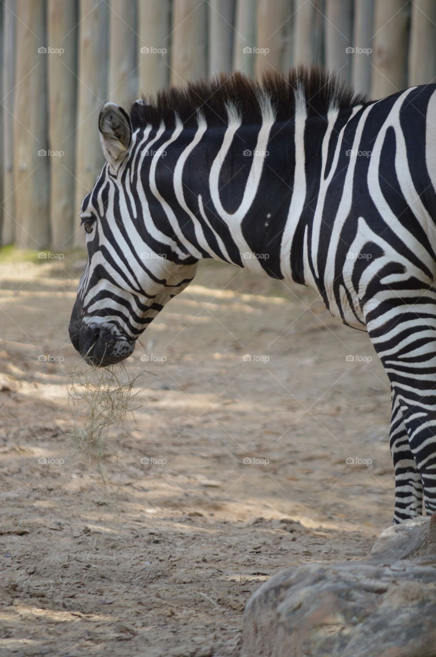 zebra