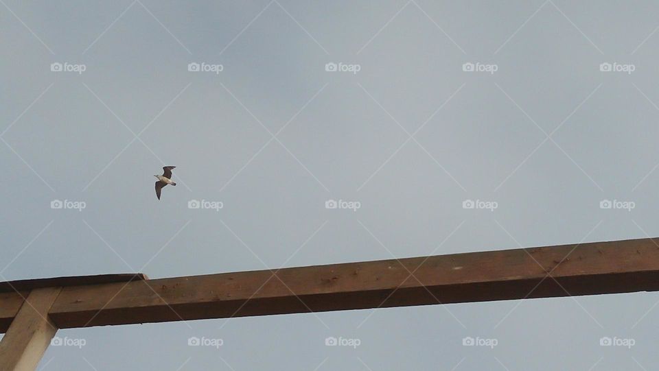 one seagull in sky.