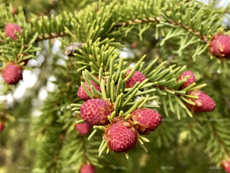 Spring acorns budding