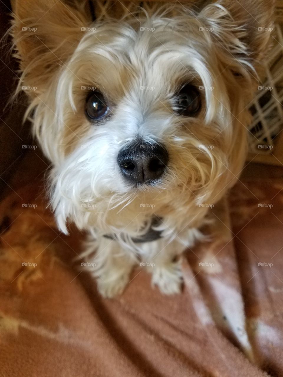 Small white shih-tzu with long hair and black needy eyes.