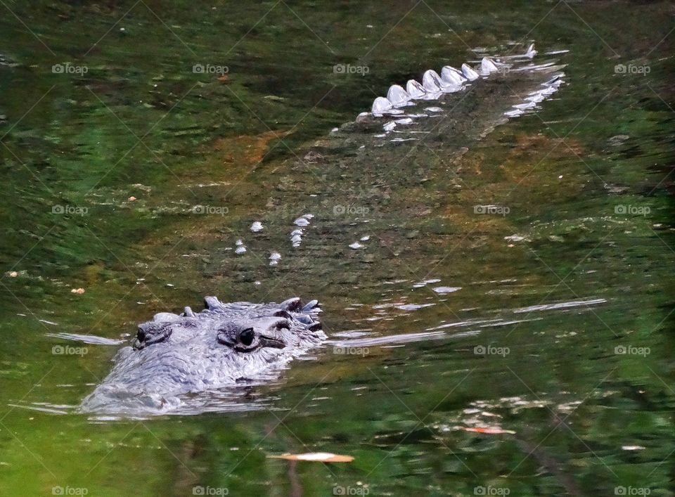 Crocodile. Crocodile Lurking In Murky Waters Of The Yucatán Jungle
