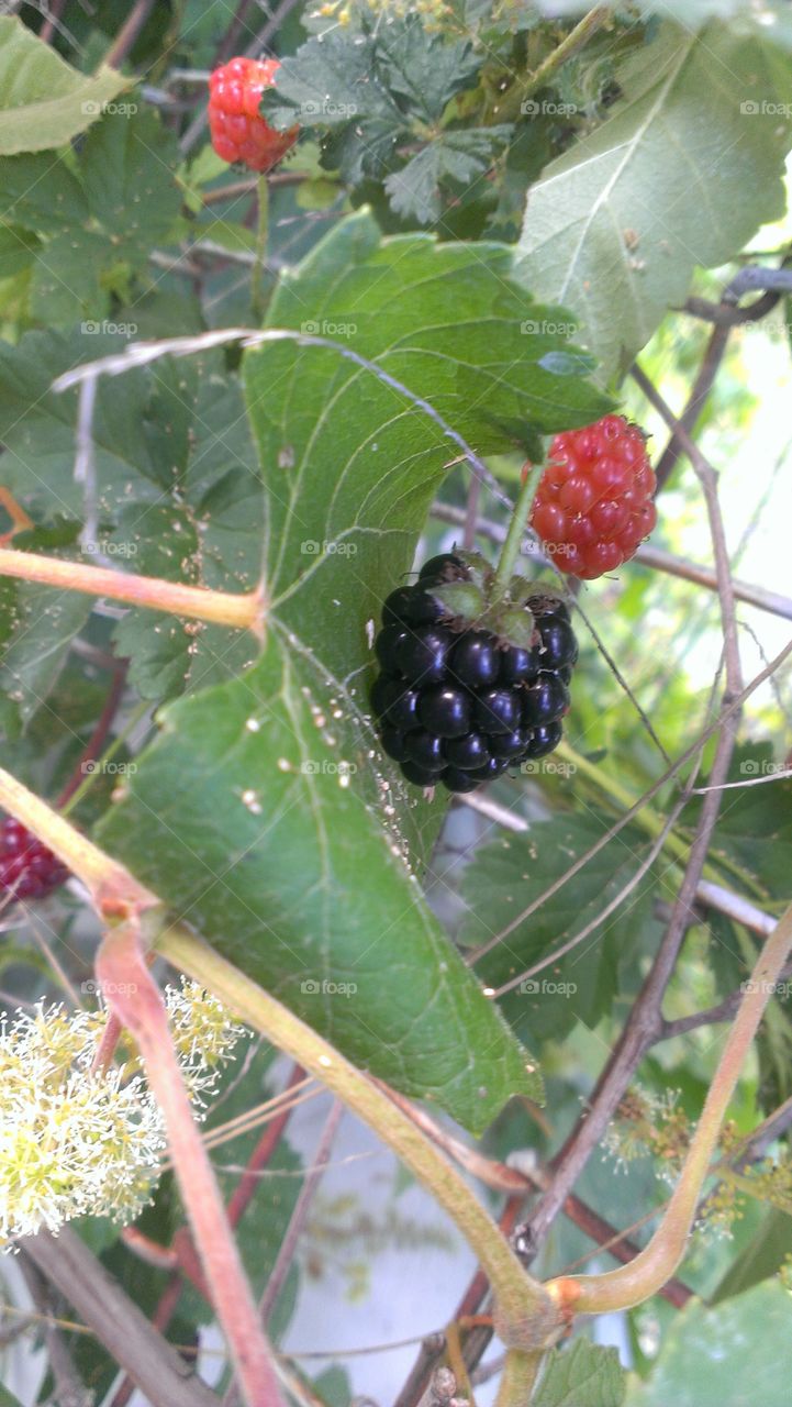 Mmm, blackberries
