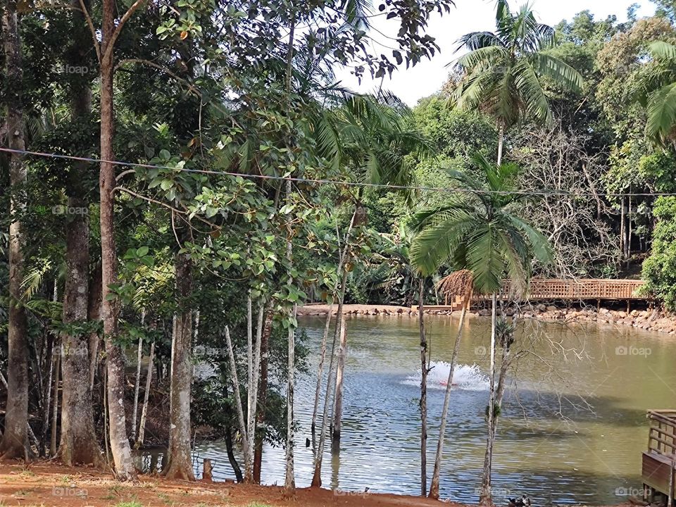 Lago dos patos