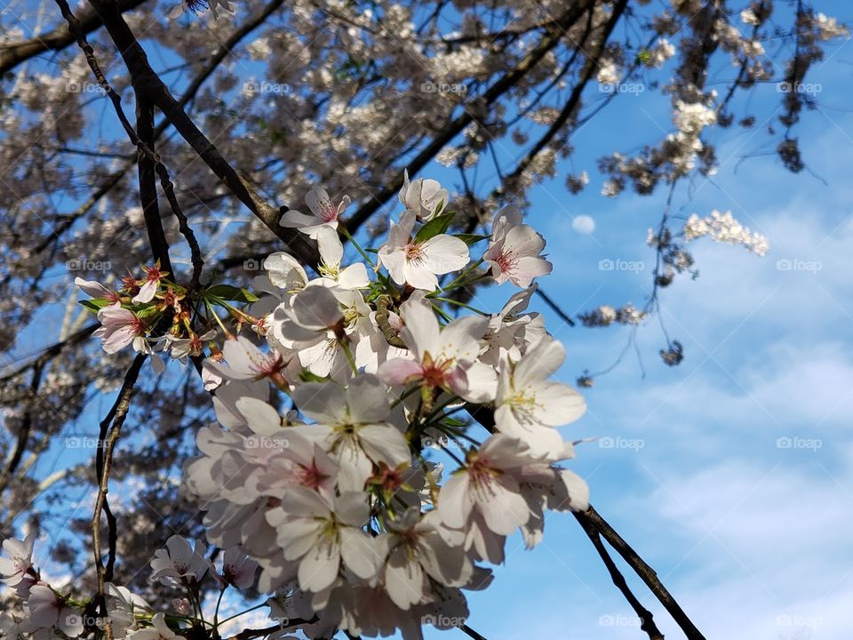 Cherry blossoms and moon