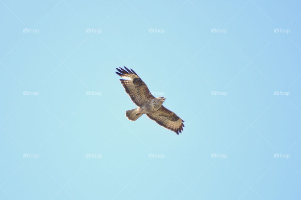 Buzzard 