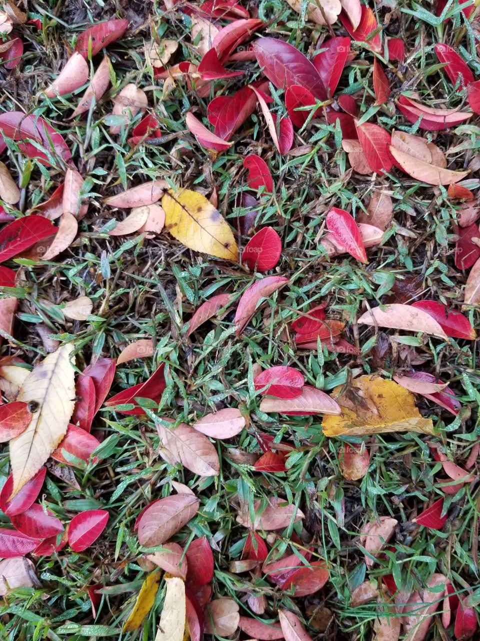 Fall foliage on ground