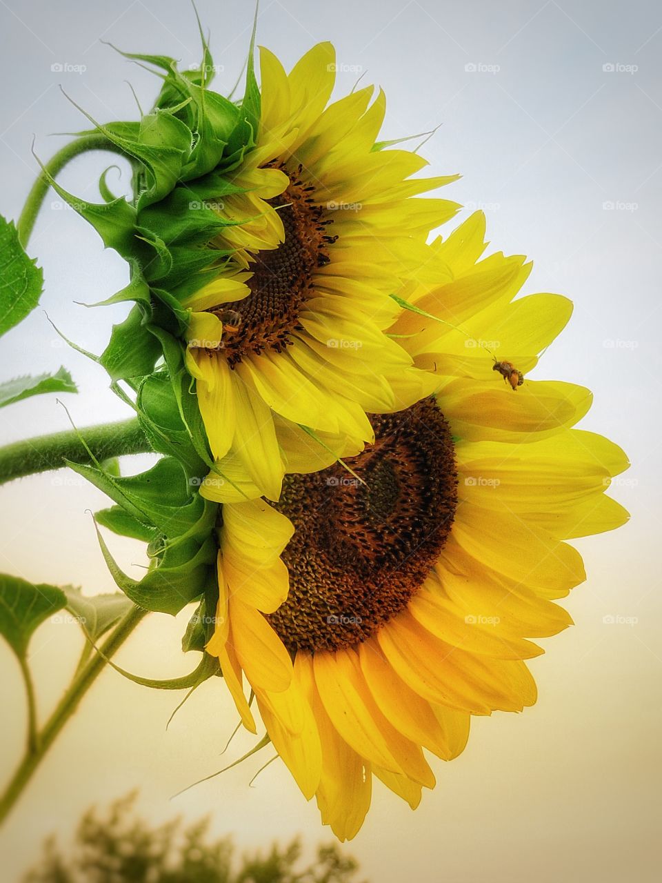 Sunflowers 