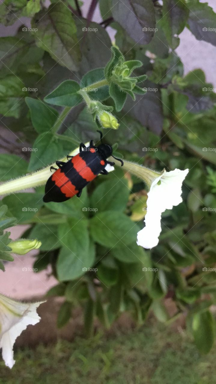 A beautiful insect having there food from the plants. It seems really beautiful how nature can help everyone.
