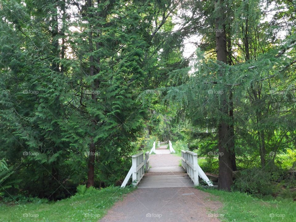 Bridge in forrest