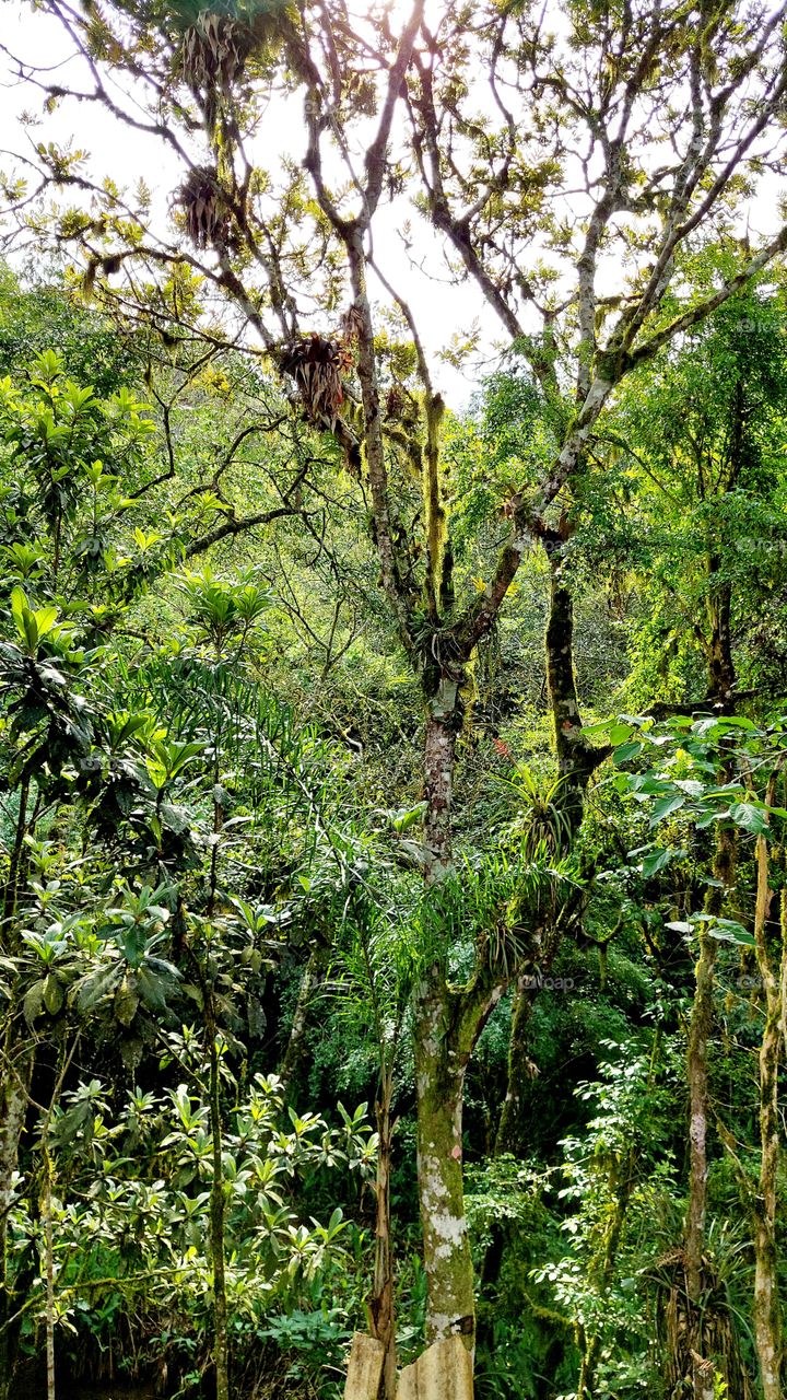 Um pedaço do Paraíso,  mata intocada, um frescor difícil de relatar. Desperta diferentes sensações!