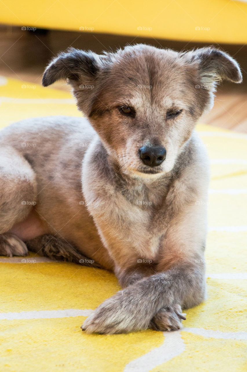 Close-up of dog winking