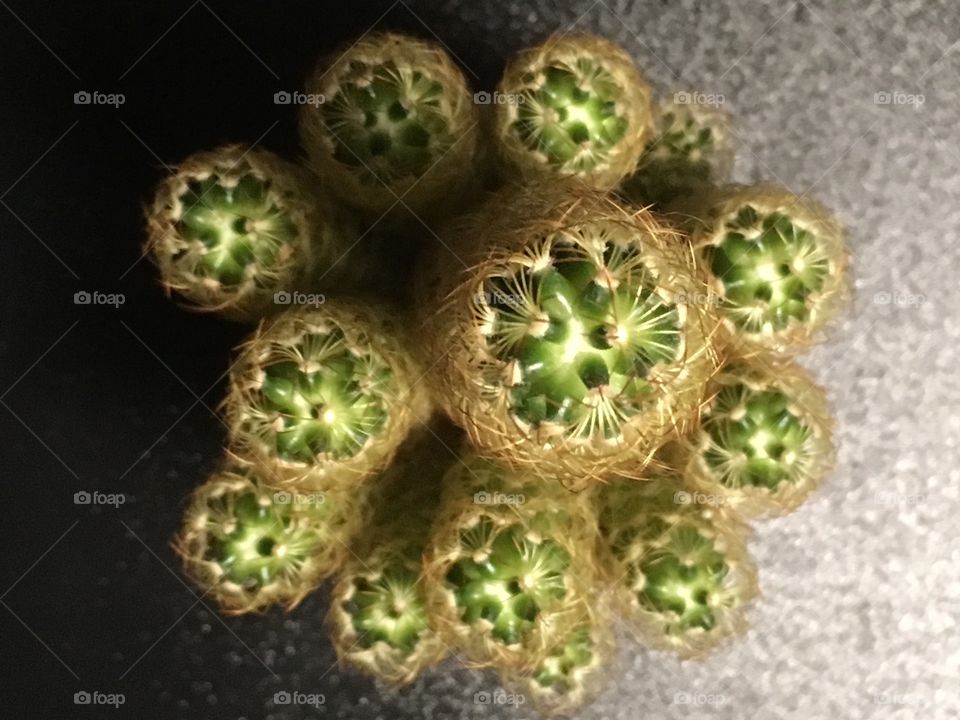 Closeup cactus 