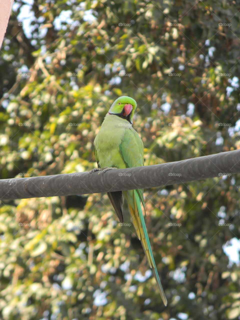 Perfectly posing Parrot in frame.📸 Greenery all around looks so beautiful.💚