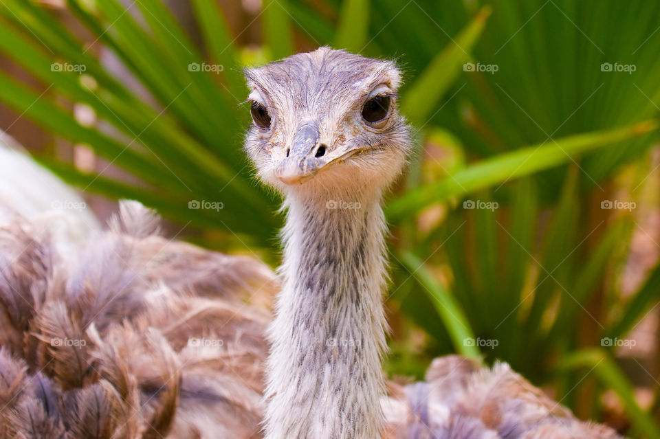 Ostrich 