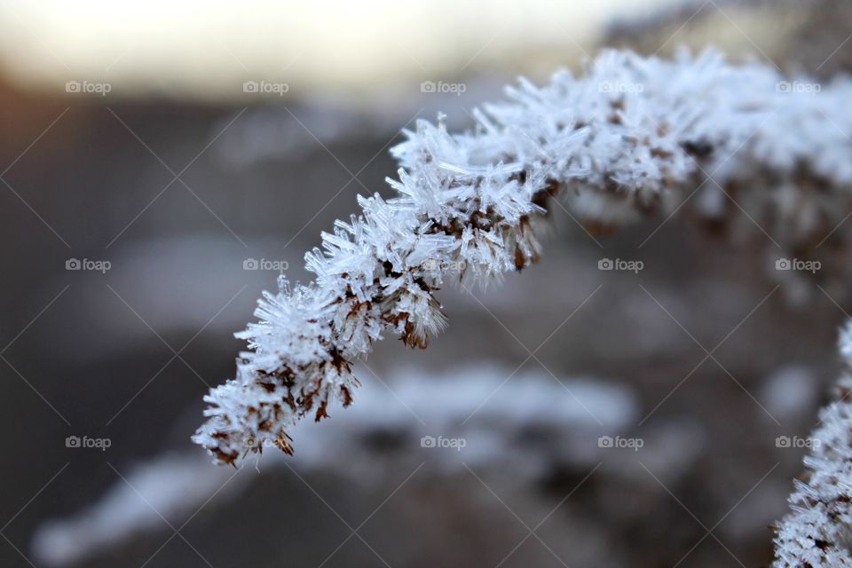 Close-up of frozen plant