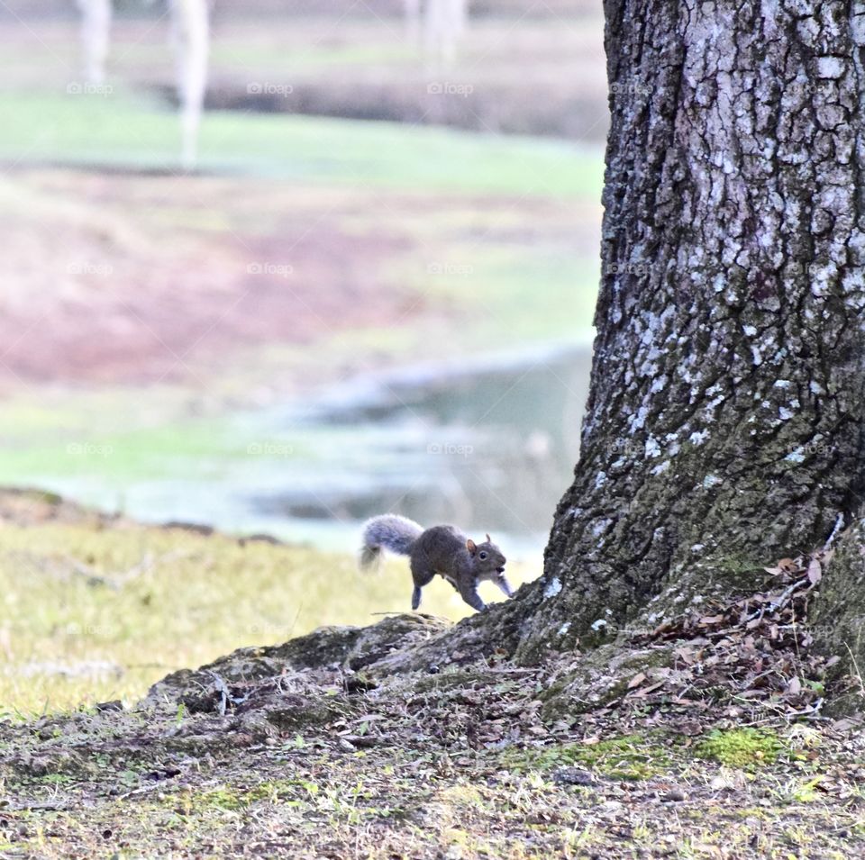 Squirrel running