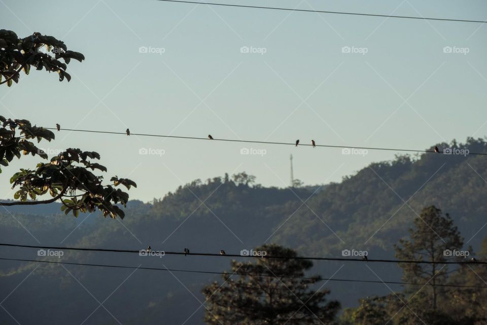 Pequenos e gentis pássaros