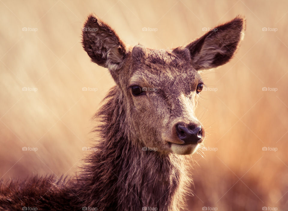 Mammal, Wildlife, Deer, Animal, Fur