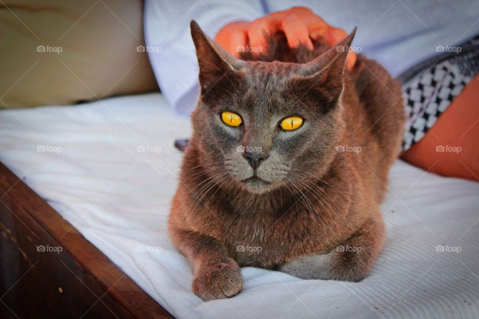 My favorite spot at home is my owner's bed