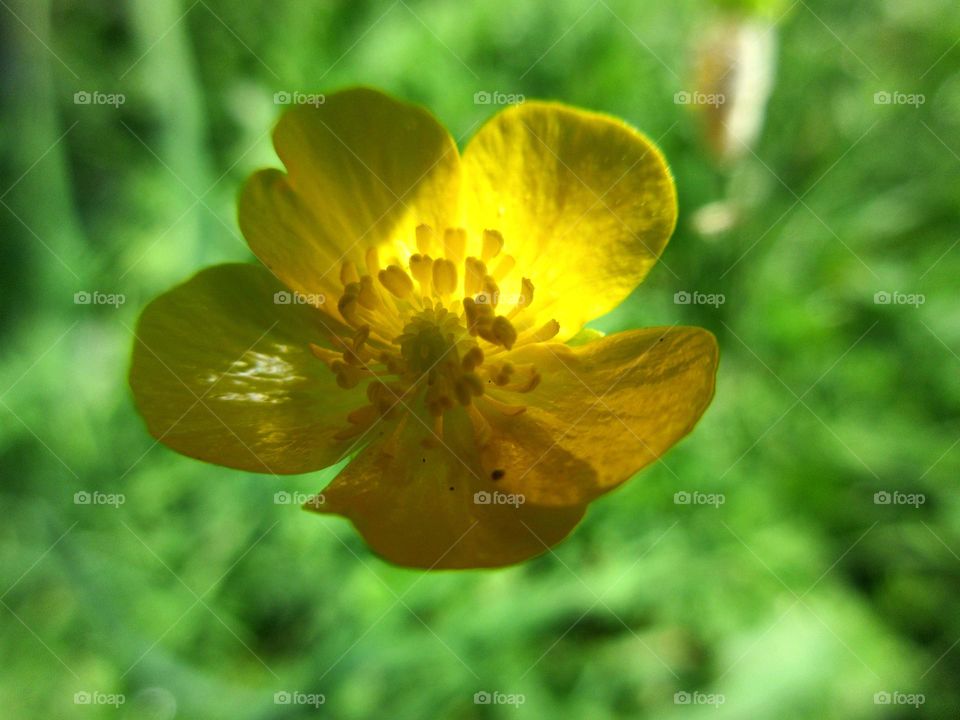 beautiful yellow flower