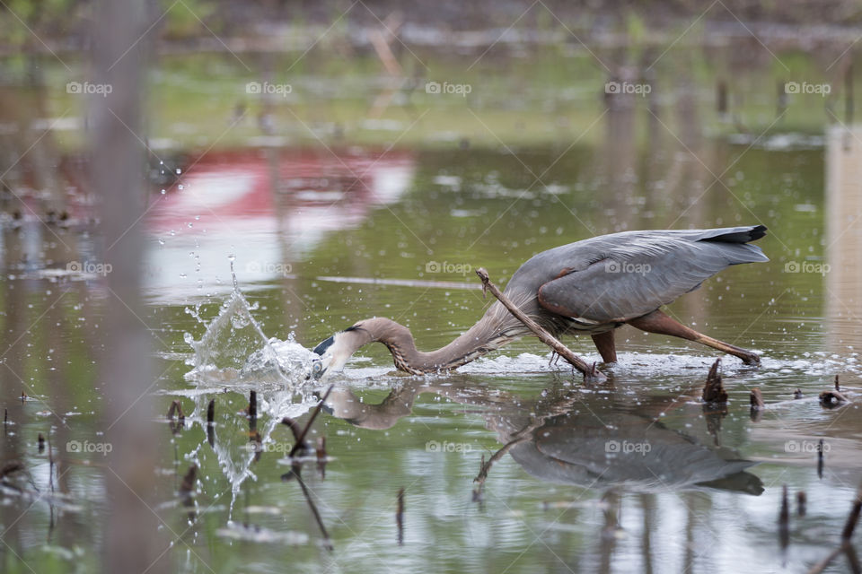 Water, Pool, Lake, Reflection, Bird