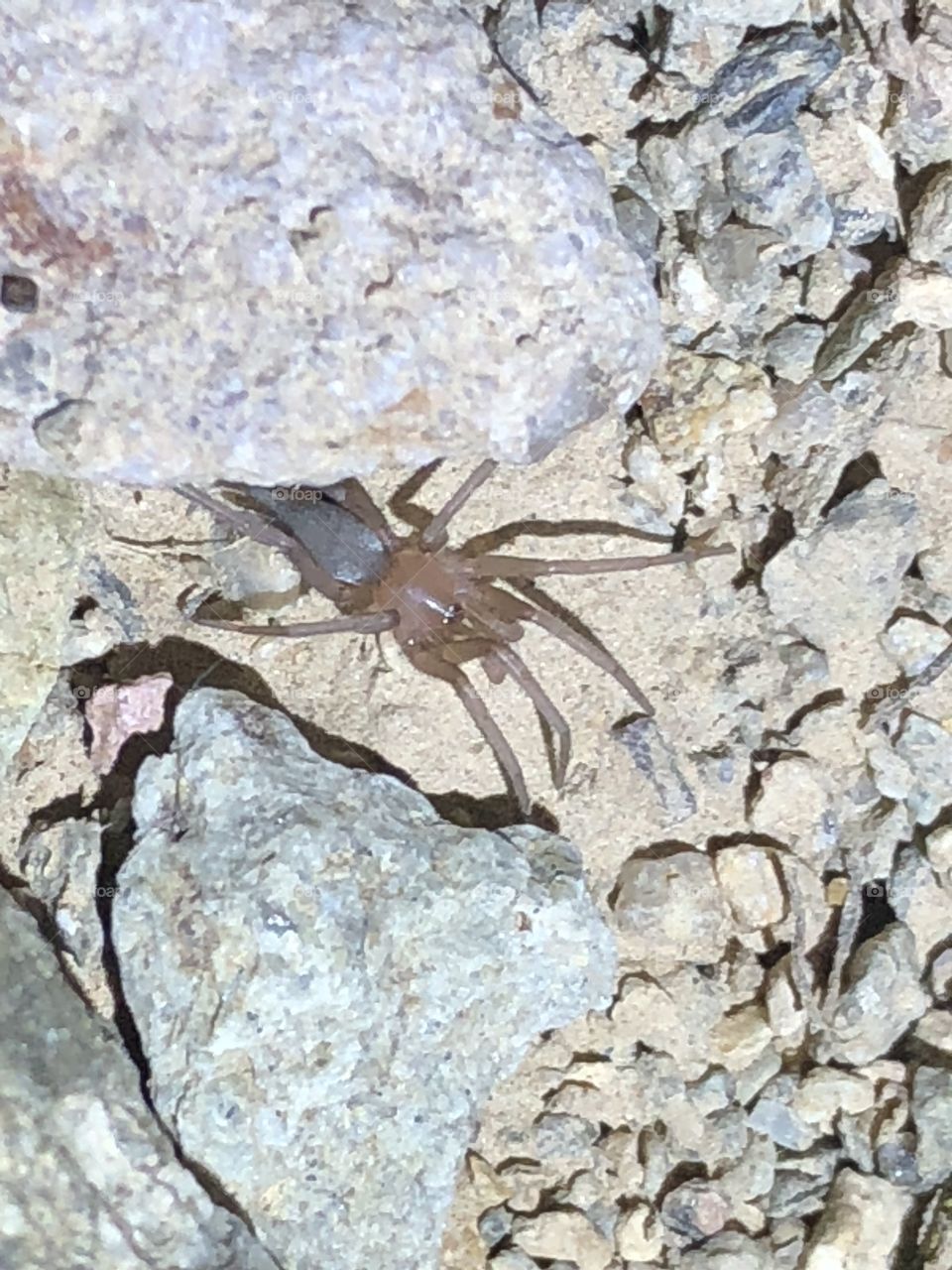 Ground spider