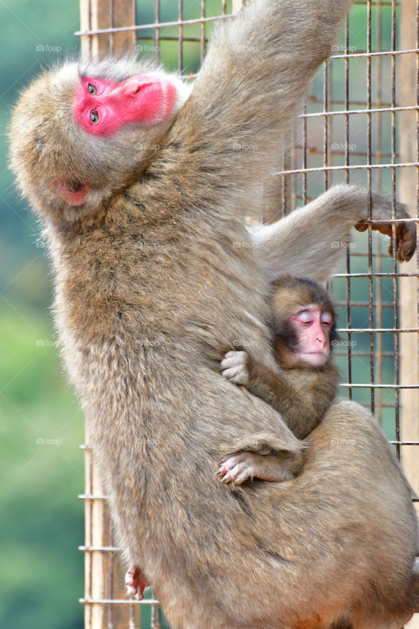 Japanese macaque with baby macaque