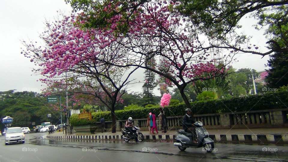 Pink colour - trees with pink flowers - sweet candy being sold also pink - a lady wearing a pink suit - subtle and pleasant colour.